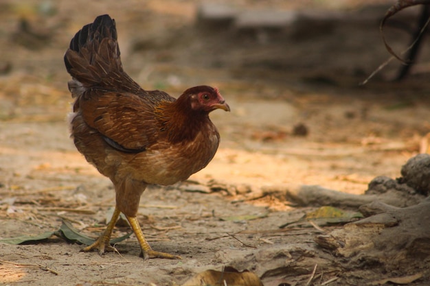 A brown chicken with a red head and a red head is walking on the ground.