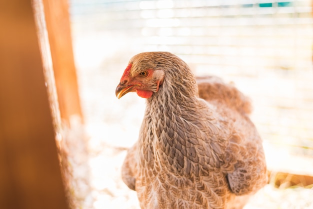 Brown chicken in a wooden coop. A close up view of a cute chicken on a farm