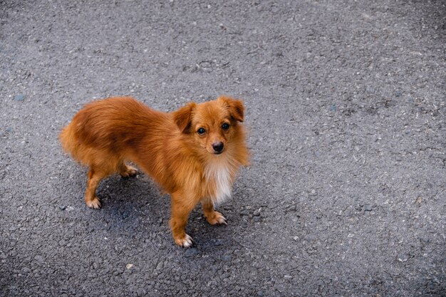 路上で茶色のチワワ犬。