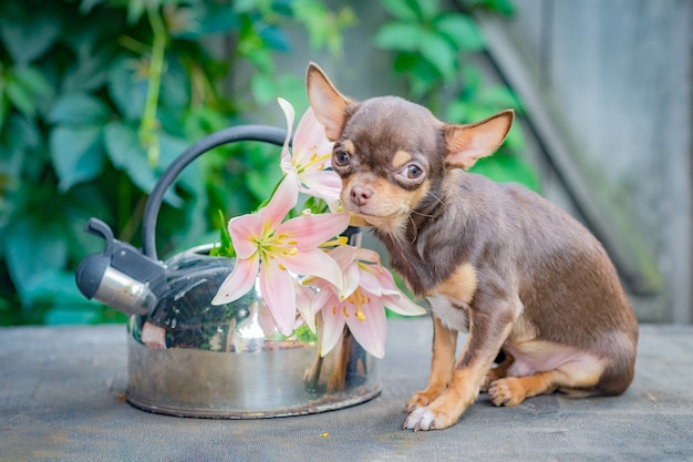 A brown Chihuahua puppy sits on a wooden table near a teapot with lilies.