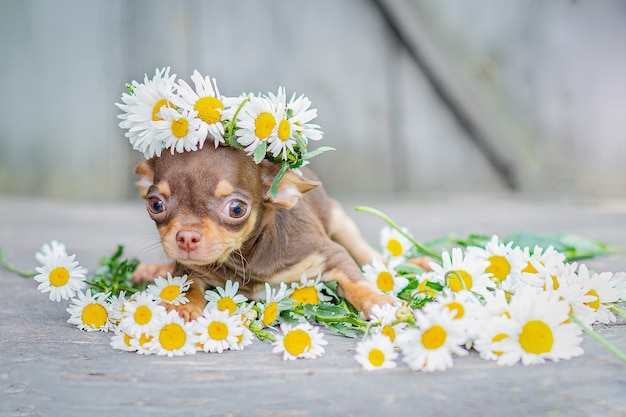 A brown Chihuahua puppy sitting, a wreath of daisies on his head, on a gray wooden background.