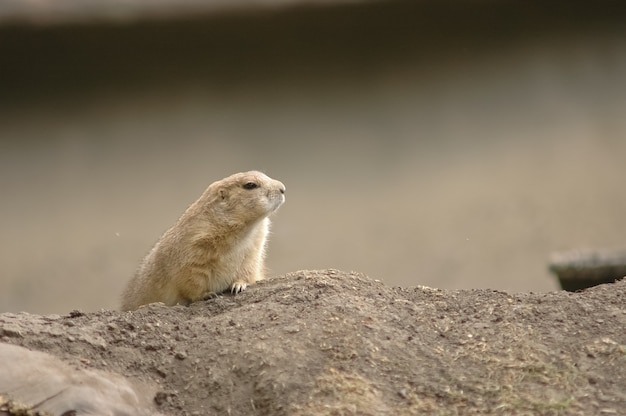 brown chipmunk