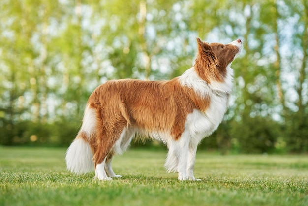 庭でのブラウンチョコレートボーダーコリー犬のトレーニング