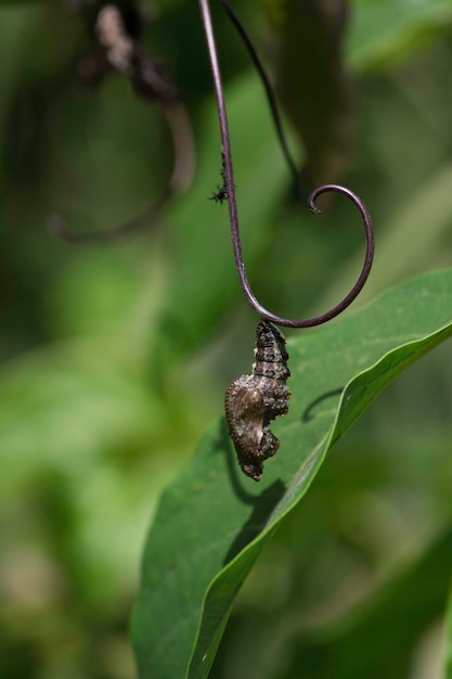 Brown Chrysalis Orange butterfly passion fruit pest caterpillar metamorphosis