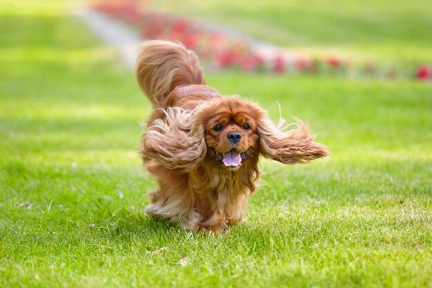 Brown cocker spaniel running in the park on a green lawn in summer. slightly blurry photo