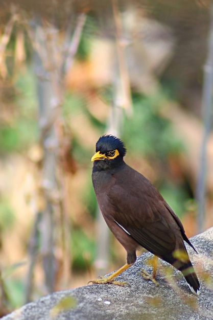 写真 セメントの壁、庭の背景に何かを見て茶色の鳥