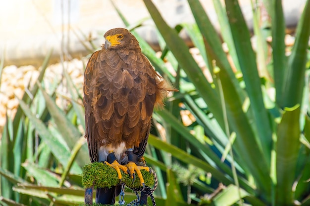 Brown color eagle falcon sitting on a branch