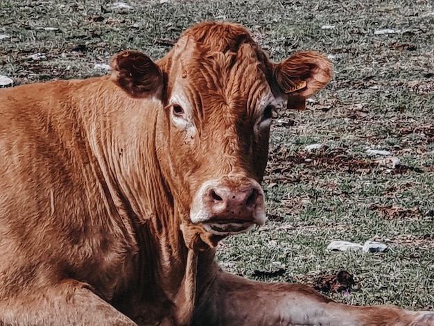 Корова коричневого цвета смотрит в камеру