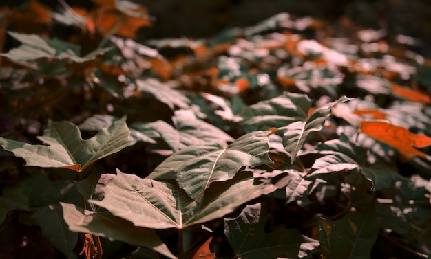 茶色の葉の葉は自然な抽象的な背景を植えますぼやけた自然の木のテクスチャ