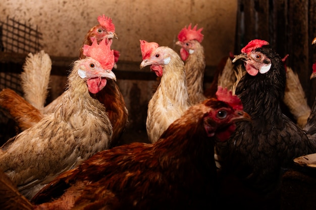 Brown, colored and white chickens on the farm