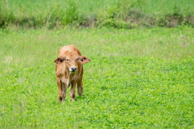 Mucca marrone. fattoria di animali.