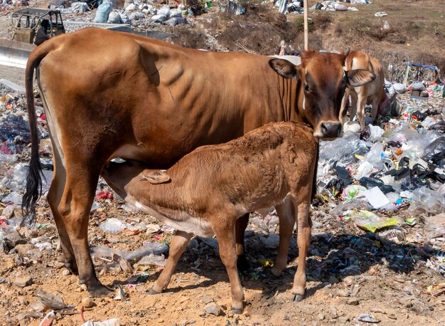 A brown cow and calf suckling in in the landfill in Indonesia