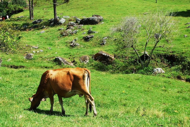 Brown cow eating green grass