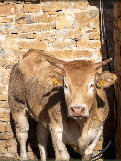 Photo brown cow from the pyrenees exhibited at the ainsa huesca fair jersey cow being taken at a county f