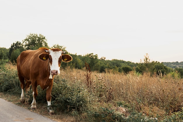 Mucca marrone che va sulla strada campestre