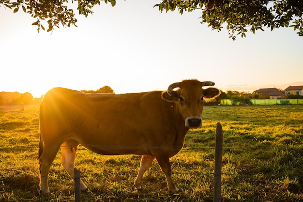 Brown cow grazing peacefully at sunset