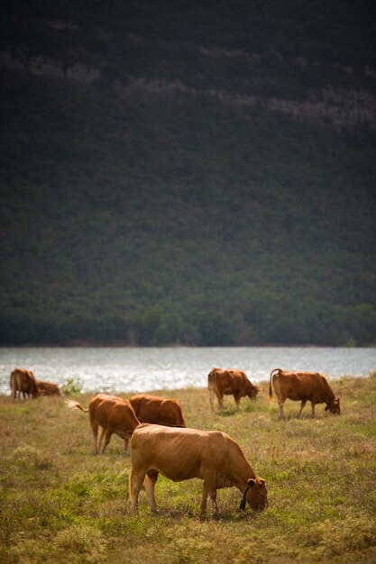 A brown cow grazing on the shores of a mountain lake.