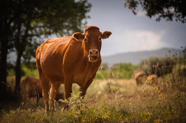 A brown cow grazing on the shores of a mountain lake.