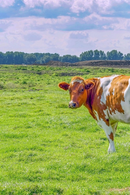 Brown cow on green field netherlands