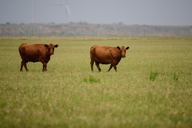 緑の草の上の茶色の牛背景緑の草の上の黒と白の牛のパノラマビュー