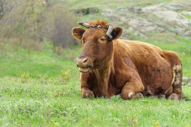 Brown cow on a green meadow, close-up. pet horned animal, copy space