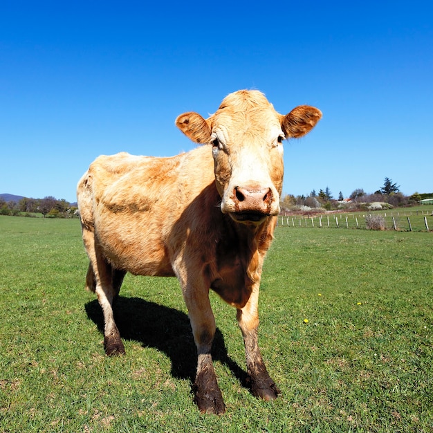 Brown cow on the green meadow