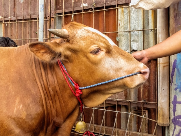 The brown cow is being tied to the fence