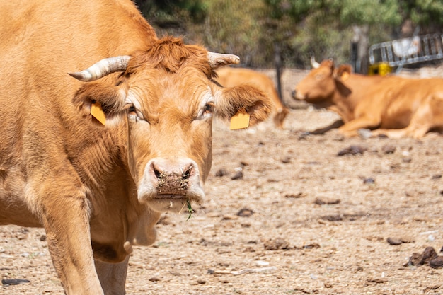 Brown cow looking angry