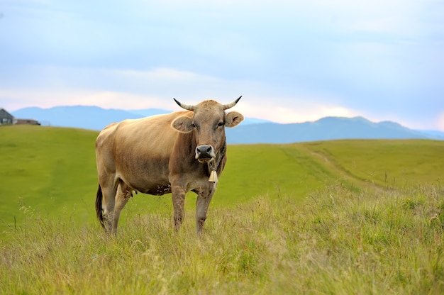 Brown cow on mountain pasture. Summer day