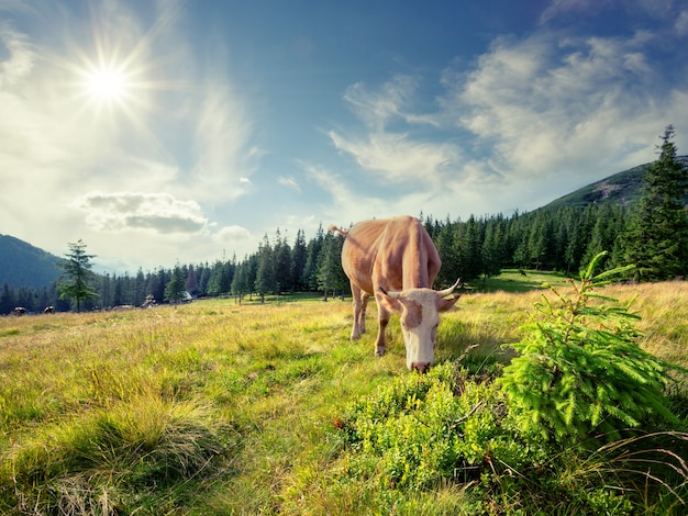 Brown cow on mountain pasture