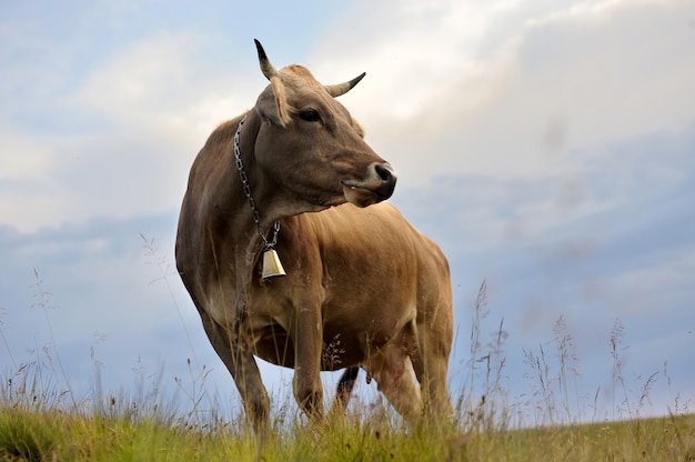 Mucca marrone sul pascolo di montagna