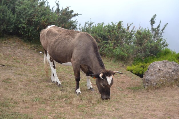 Brown cow on the mountain