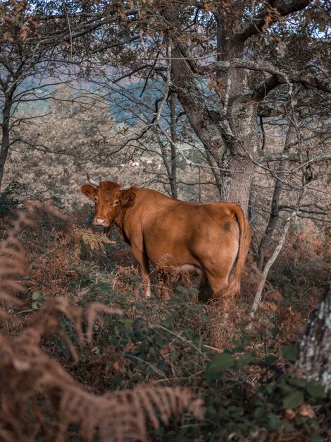 Brown cow among the nature