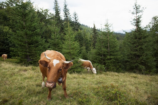 Brown cow on the pasture in the green mountains