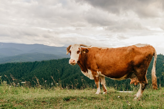 Brown cow pasturing in the summer mountains