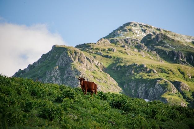 Brown cow standing on the hill covered with a green grass in the backgrpund of mountain