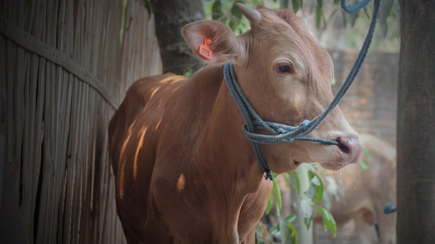 Foto mucca marrone legata con una corda blu