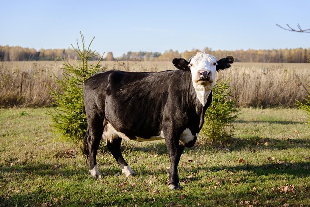 Фото Коричневая корова с белой головой пасется в поле