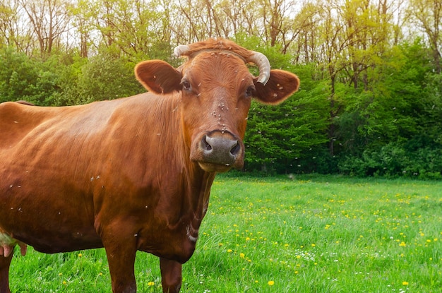 Photo brown cow with a broken horn looks into the camera on a background of green forest