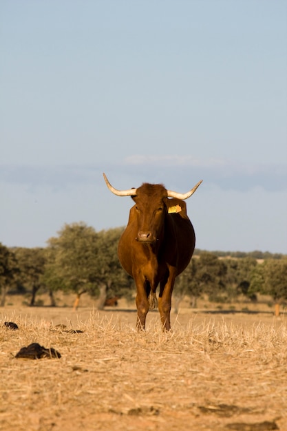 Коричневая корова с рогами, смотрящая на камеру, против голубого неба.