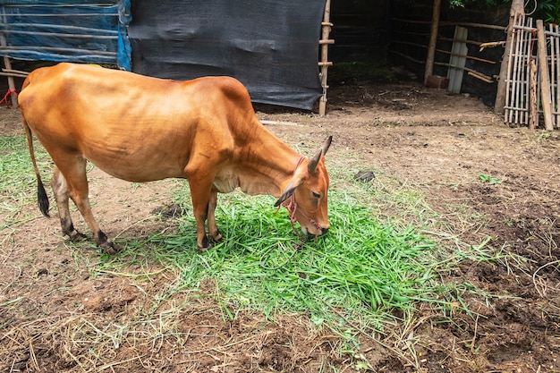 Brown cows graze on the farm.