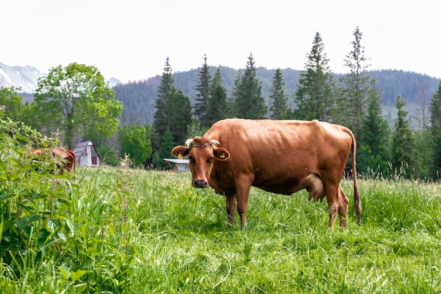 Brown cows graze on a green meadow in the summer.