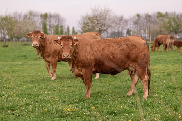 사진 프랑스 노르망디 의 한  에서 갈색 소 들 이 먹이를 먹고 있다