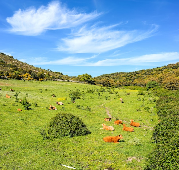 Brown cows in a green field in Sardinia Italy