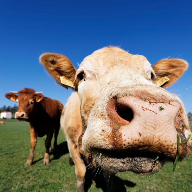 Brown cows on the green meadow