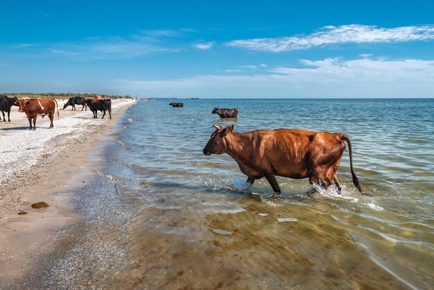 Коричневые коровы в море