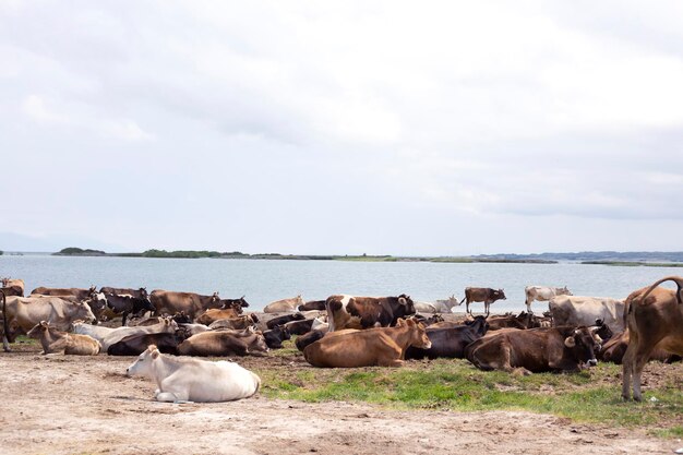 Коричневые коровы сидят на зеленой траве возле озера