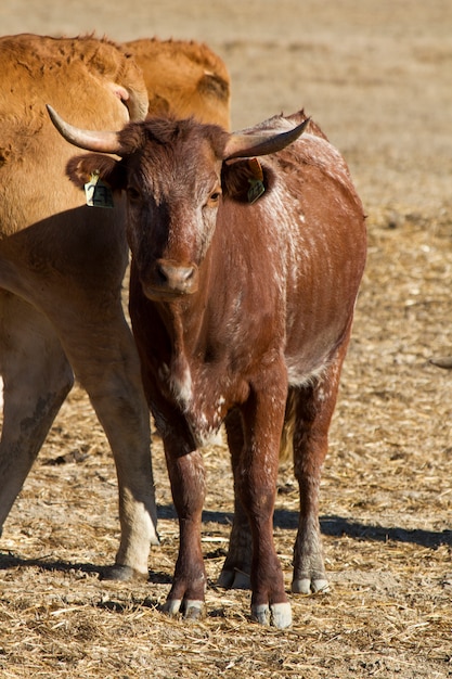 Brown cows