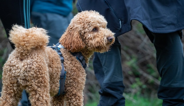 目をそらして立っている茶色の巻き毛の髪の子犬。青いハーネスと後ろの人々と公園で毛むくじゃらの犬の背面図。