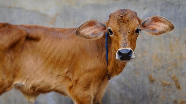 Photo the brown cute calf